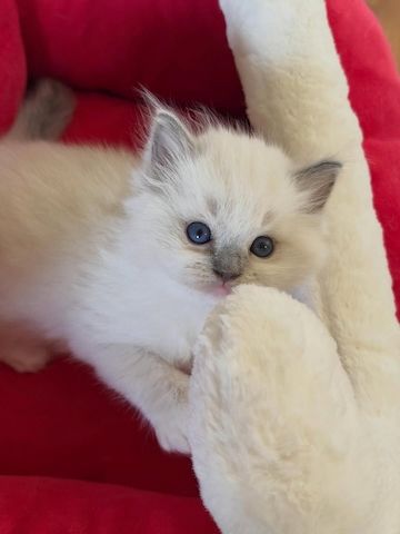 Dieses bezaubernde Ragdoll-Kätzchen hat ein besonders sanftes und liebevolles Wesen. 🌸