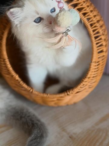 Wunderschönes, liebevolles Ragdoll-Kätzchen sucht ein gemütliches Zuhause