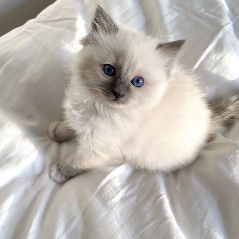Wunderschönes, liebevolles Ragdoll-Kätzchen sucht ein gemütliches Zuhause