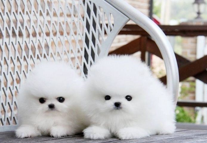 Gut aussehender pomeranian Zwergspitz