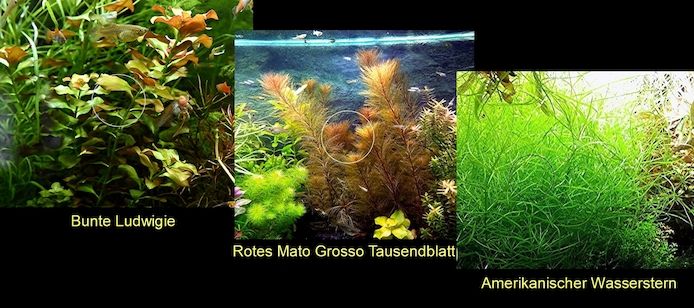 Bunte Ludwigie, Rotes Tausendblatt, amerik. Wasserstern, ab 4€