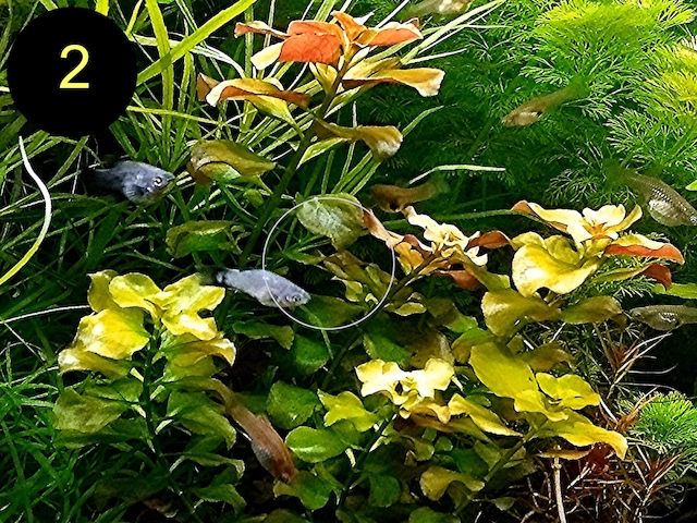 Bunte Ludwigie, Rotes Tausendblatt, amerik. Wasserstern, ab 4€