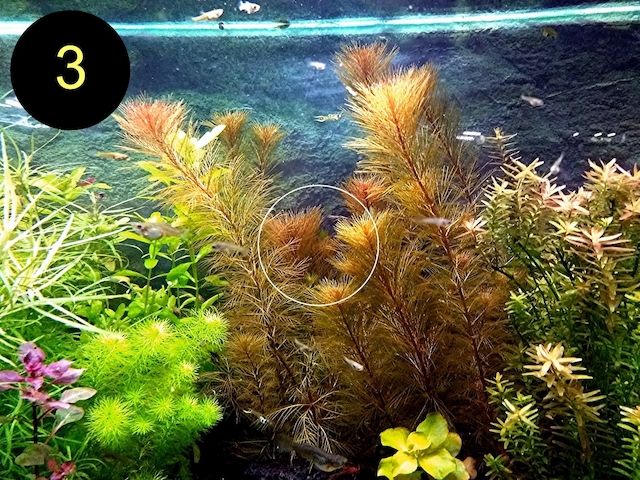 Bunte Ludwigie, Rotes Tausendblatt, amerik. Wasserstern, ab 4€