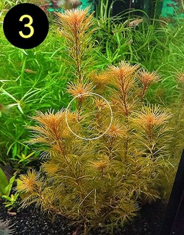 Bunte Ludwigie, Rotes Tausendblatt, amerik. Wasserstern, ab 4€