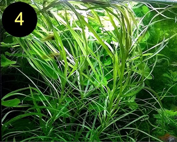 Bunte Ludwigie, Rotes Tausendblatt, amerik. Wasserstern, ab 4€