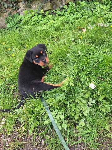 Rottweiler Welpe