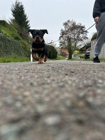 Rottweiler Welpe