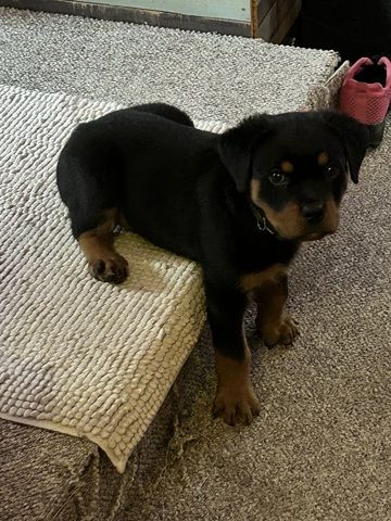 Rottweiler Welpe