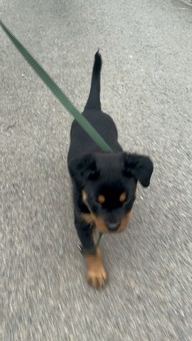 Rottweiler Welpe