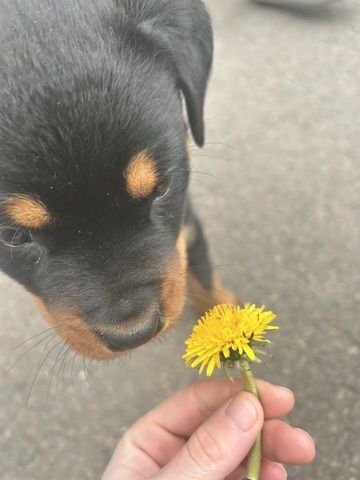 Rottweiler Welpe