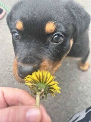 Rottweiler Welpe