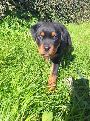 Rottweiler Welpe
