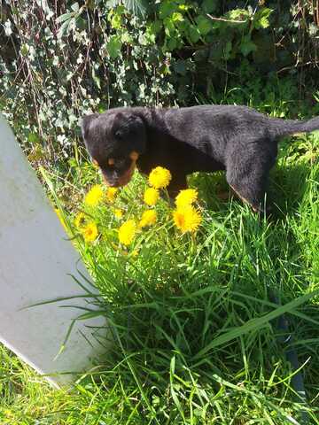 Rottweiler Welpe