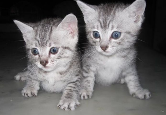Ägyptische Mau-Kätzchen