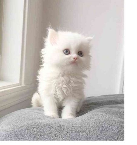 Perser Langhaar Spezial