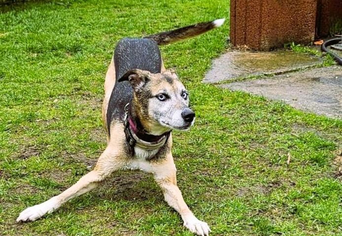 Django - ein aktiver Begleiter