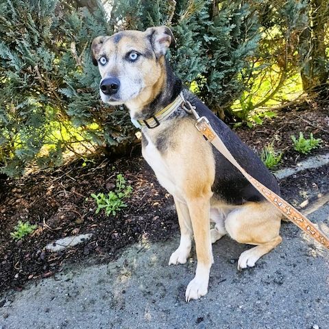 Django - ein aktiver Begleiter