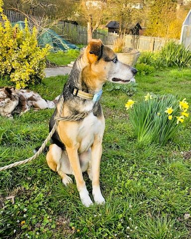 Django - ein aktiver Begleiter