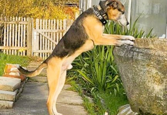 Django - ein aktiver Begleiter