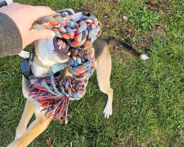 Django - ein aktiver Begleiter