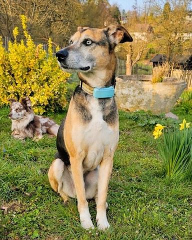 Django - ein aktiver Begleiter