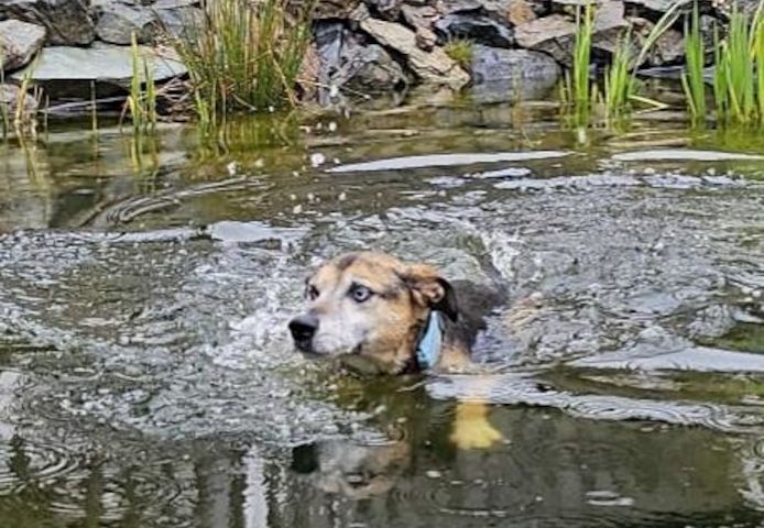 Django - ein aktiver Begleiter