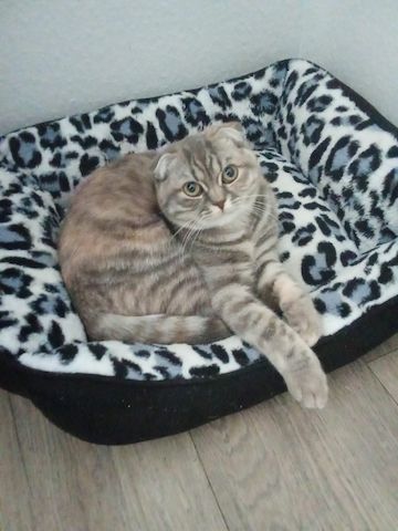 Wir kaufen unsere Katze