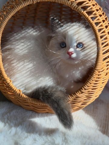 Freundliches und verschmustes Ragdoll-Kätzchen – liebevoll aufgezogen