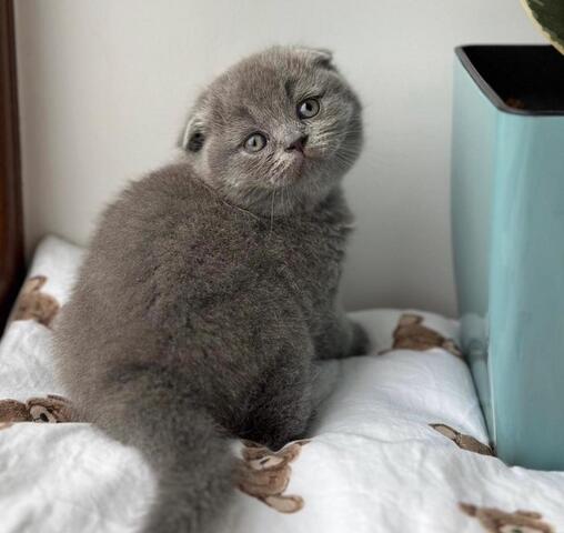 Scottish Fold/Scottish Straight Kätzchen
