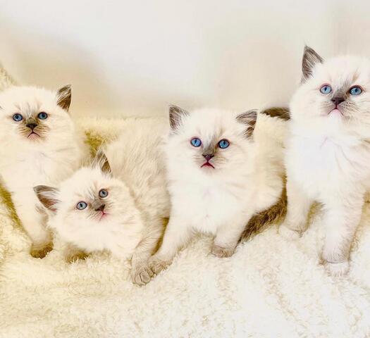 Reinrassige Ragdoll-Kätzchen