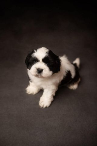 Wunderschöne Shih-Tzu-Welpen zu verkaufen