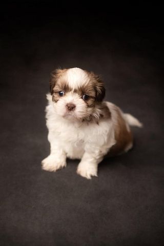 Wunderschöne Shih-Tzu-Welpen zu verkaufen