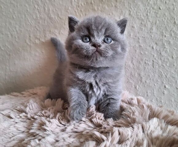 Britisch Kurzhaar-Kätzchen zu verkaufen