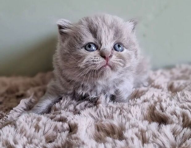 Britisch Kurzhaar-Kätzchen zu verkaufen