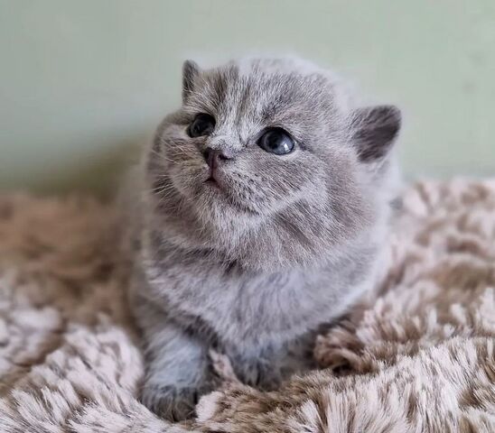 Britisch Kurzhaar-Kätzchen zu verkaufen