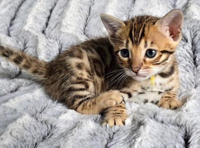 Bengal-Kätzchen abzugeben