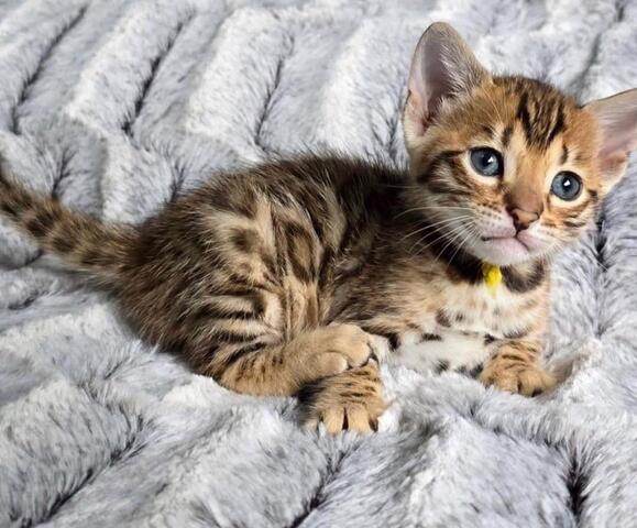 Bengal-Kätzchen abzugeben