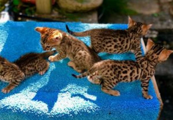 Zwei Bengal-Kätzchen abzugeben