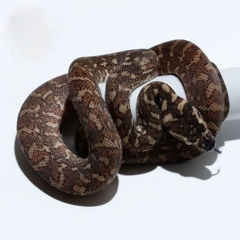 Teppichpython (Moerlia Spilota)
