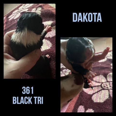 10 Supersüsse Australian Shepherd Welpen suchen ein Zuhause