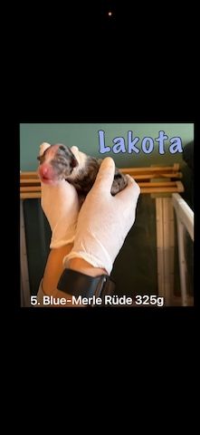 10 Supersüsse Australian Shepherd Welpen suchen ein Zuhause