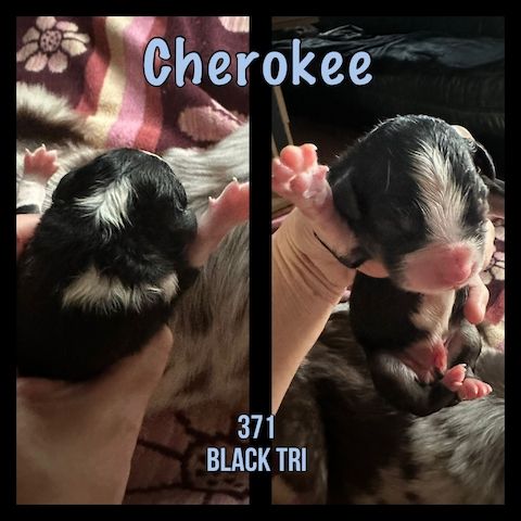 10 Supersüsse Australian Shepherd Welpen suchen ein Zuhause