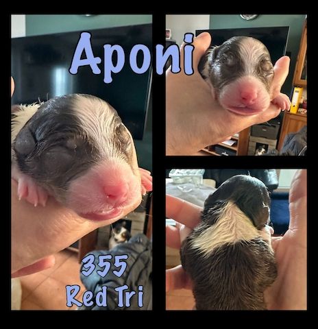 10 Supersüsse Australian Shepherd Welpen suchen ein Zuhause