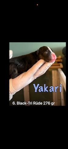 10 Supersüsse Australian Shepherd Welpen suchen ein Zuhause