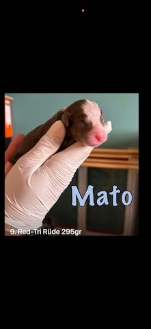 10 Supersüsse Australian Shepherd Welpen suchen ein Zuhause