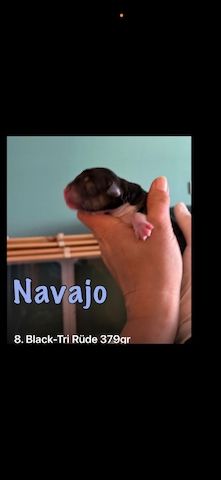 10 Supersüsse Australian Shepherd Welpen suchen ein Zuhause