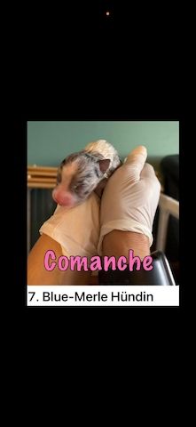 10 Supersüsse Australian Shepherd Welpen suchen ein Zuhause