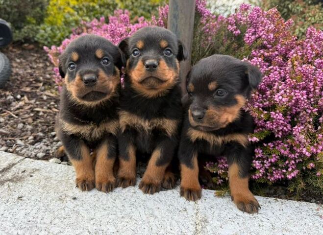 Bezaubernde Rottweilerwelpen zu verkaufen