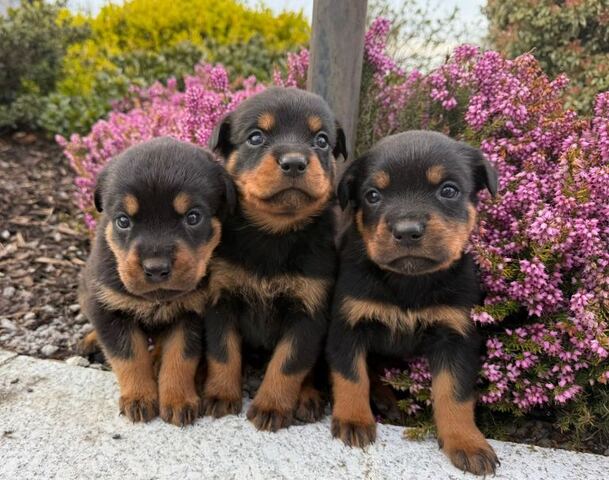 Bezaubernde Rottweilerwelpen zu verkaufen