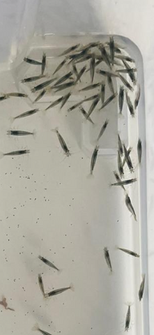 Amanogarnelen (Caridina multidentata) Echte deutsche Nachzucht